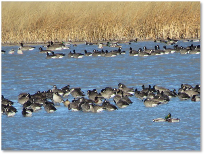 goshenbirdcount.jpg